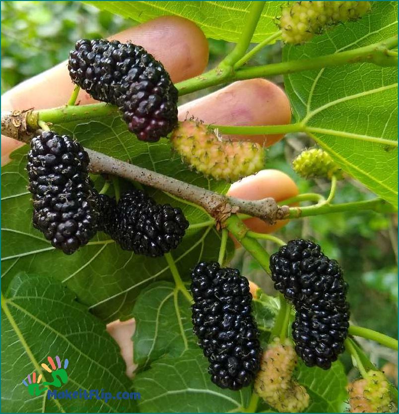 All around the mulberry bush Exploring the history benefits and uses of the mulberry tree