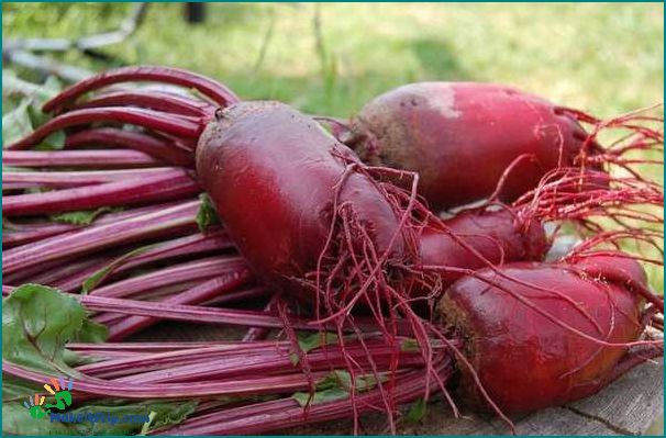 Can Beets Make Your Poop Red Find Out Here