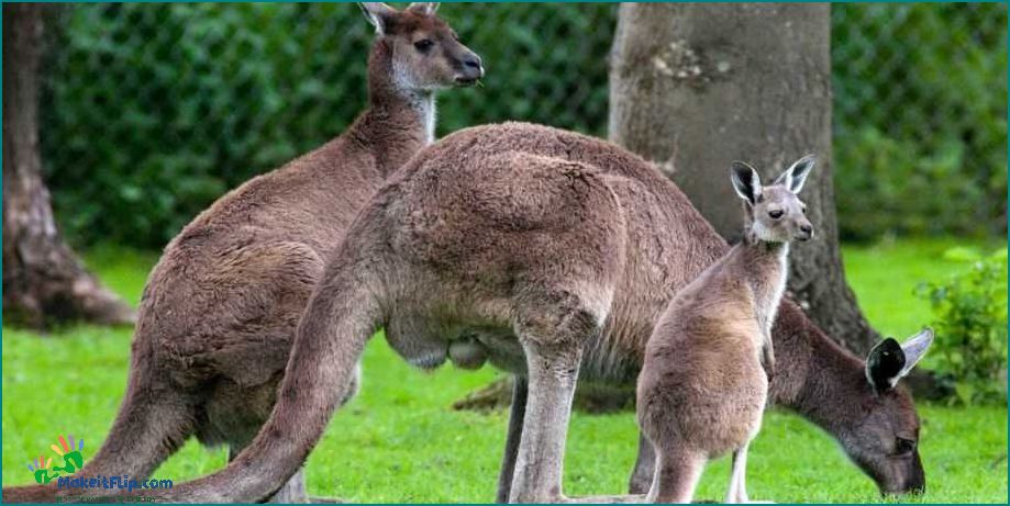 Discover the Fascinating World of Newborn Kangaroos