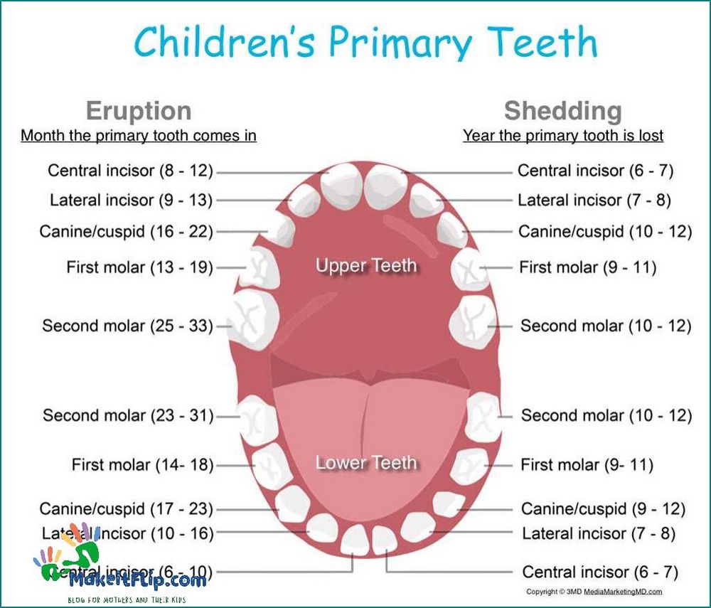 Everything You Need to Know About 2 Year Molars