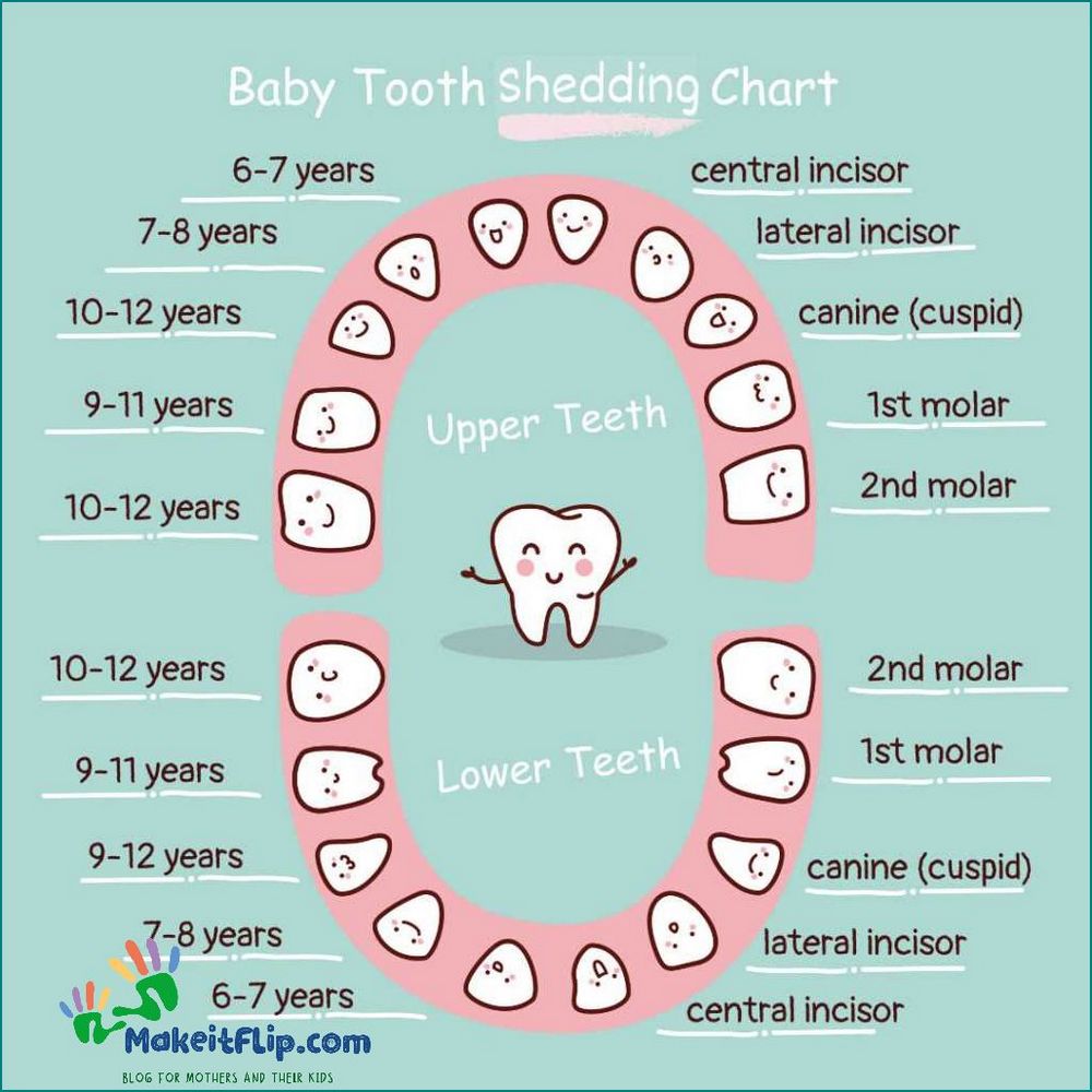 Everything You Need to Know About Teeth Chart A Comprehensive Guide