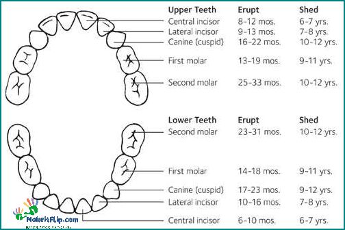 Which Teeth Fall Out at Age 10 A Guide to Children's Dental Development