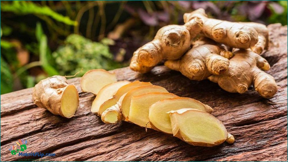 Ginger Capsules Benefits Uses and Side Effects | Your Ultimate Guide