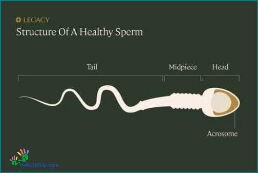 Healthy Normal Sperm Photo A Visual Guide to Understanding Male Fertility