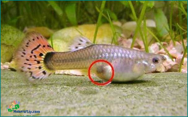 How Long is a Fish Pregnant Discover the Gestation Period of Fish