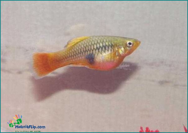 How Long is a Fish Pregnant Discover the Gestation Period of Fish