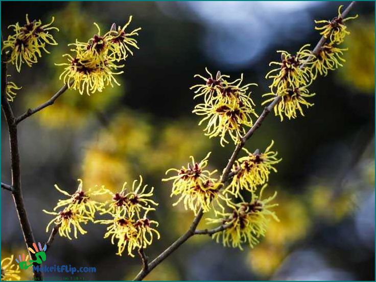 How witch hazel can help soothe and heal sunburn