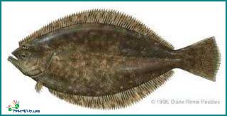 Is Flounder Healthy Discover the Nutritional Benefits of Flounder Fish
